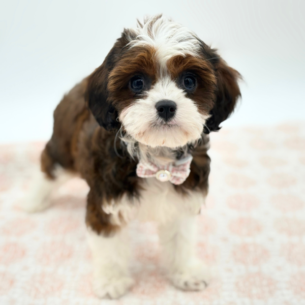 Annabelle - Cavapoo - Image 3