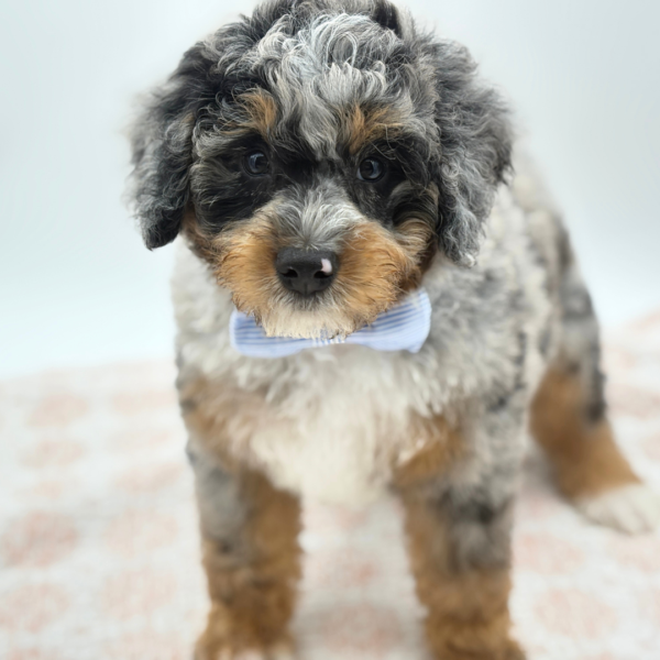 Dennis — Bernedoodle Mini 2nd Gen — Image 3