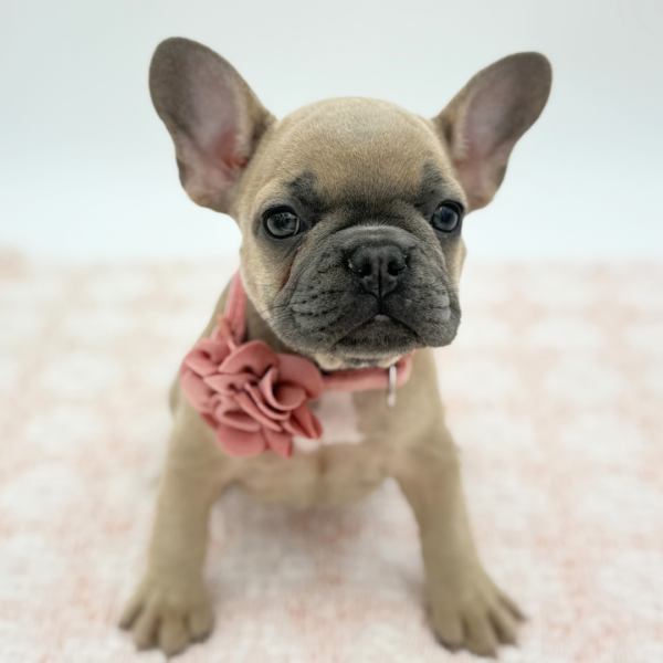 Coco — French Bulldog — Image 2