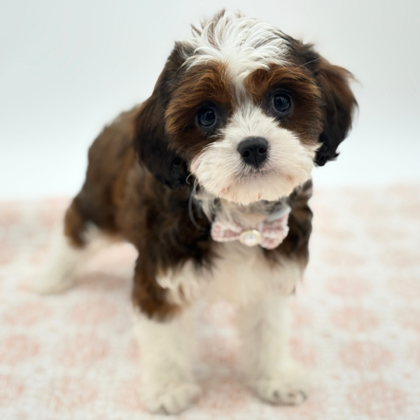 Annabelle - Cavapoo - Image 2