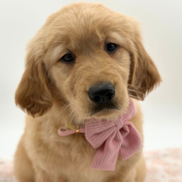 Honey - Golden Retriever - Image 4