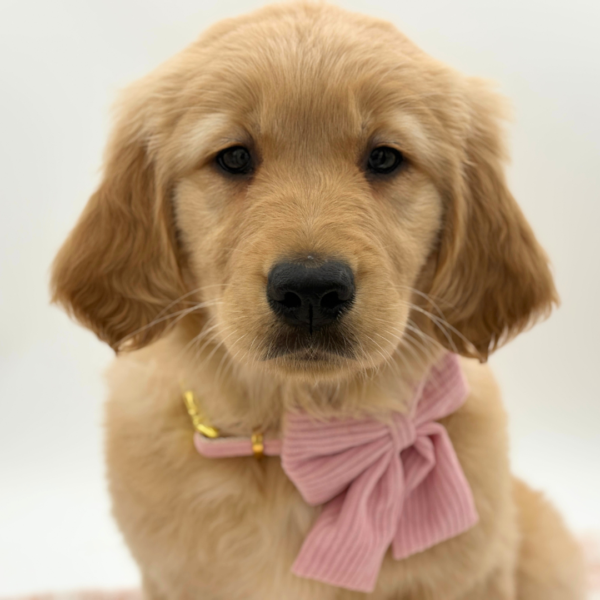 Honey - Golden Retriever - Image 1