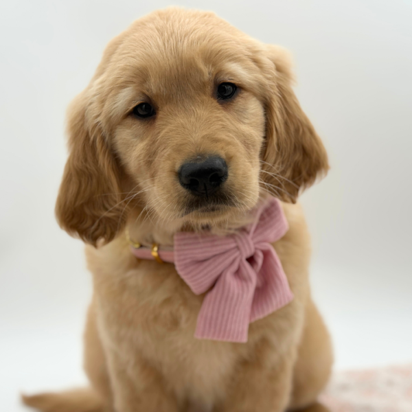 Honey - Golden Retriever - Image 3