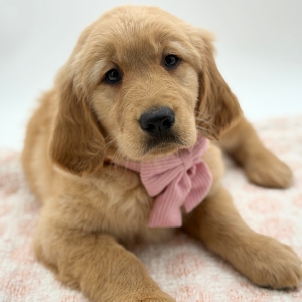 Honey - Golden Retriever - Image 2
