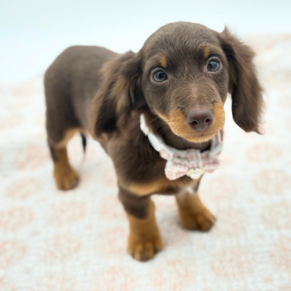 Raya — Dachshund — Image 1
