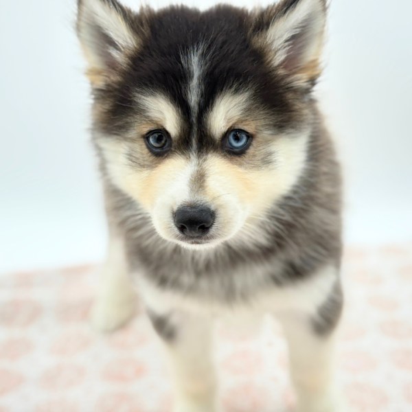 Keanu - Pomsky - Image 1