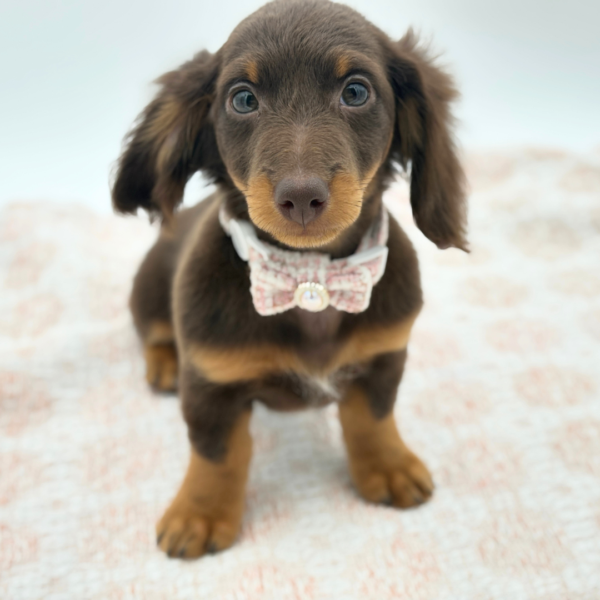 Raya — Dachshund — Image 2