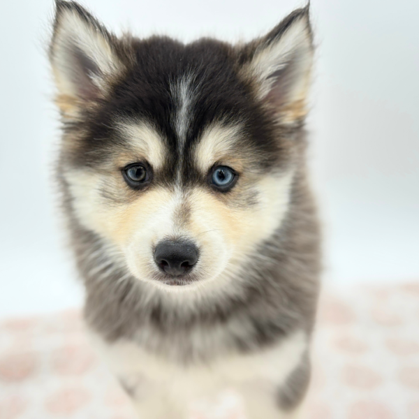 Keanu - Pomsky - Image 2