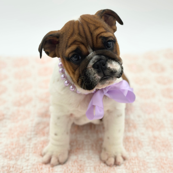 Bunny - English Bulldog - Image 3