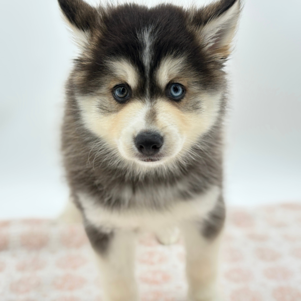 Keanu - Pomsky - Image 3
