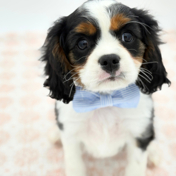 Princeton - Cavalier King Charles Spaniel - Image 2