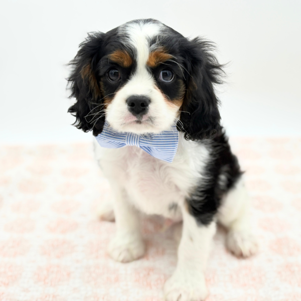 Princeton - Cavalier King Charles Spaniel - Image 1