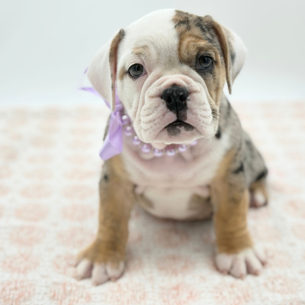 Esta - Beabull - Image 4