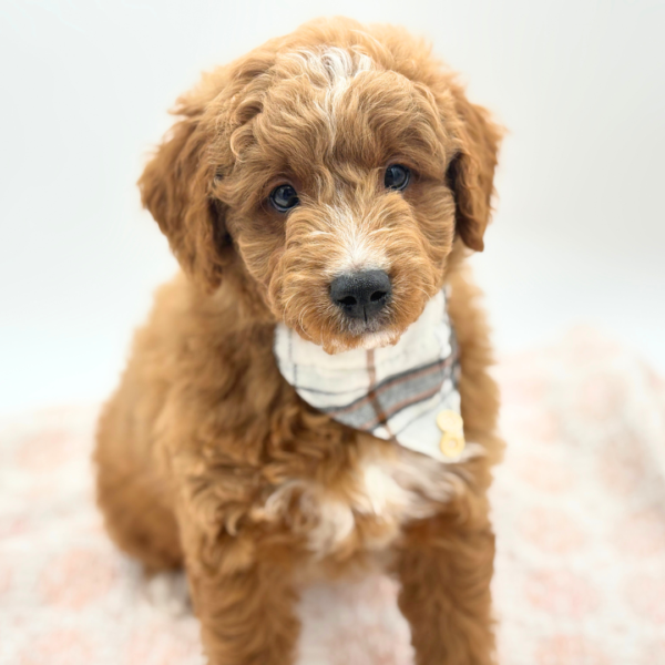 Phoenix — Goldendoodle Mini — Image 3
