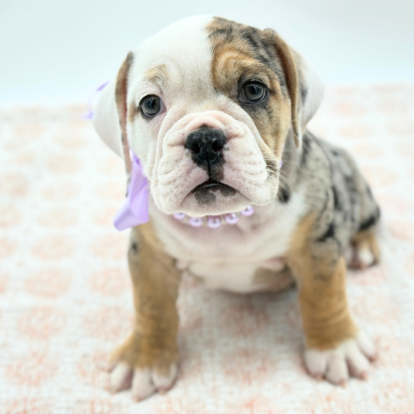 Esta - Beabull - Image 1