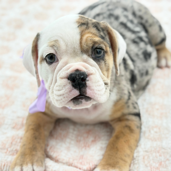 Esta - Beabull - Image 3