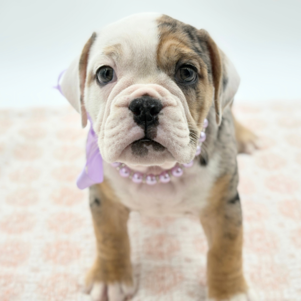 Esta - Beabull - Image 2