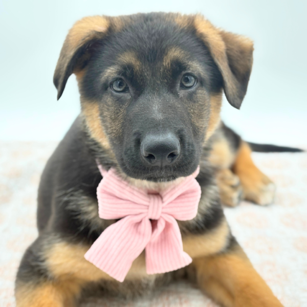 Heidi - German Shepherd Dog - Image 1