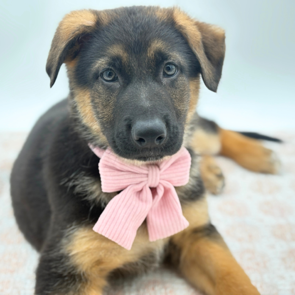 Heidi - German Shepherd Dog - Image 4