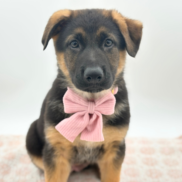 Heidi - German Shepherd Dog - Image 3