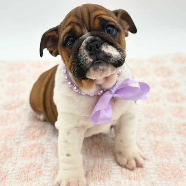 Bunny - English Bulldog - Image 1