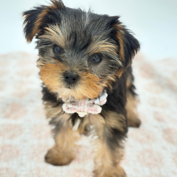 Chichi — Yorkshire Terrier — Image 2