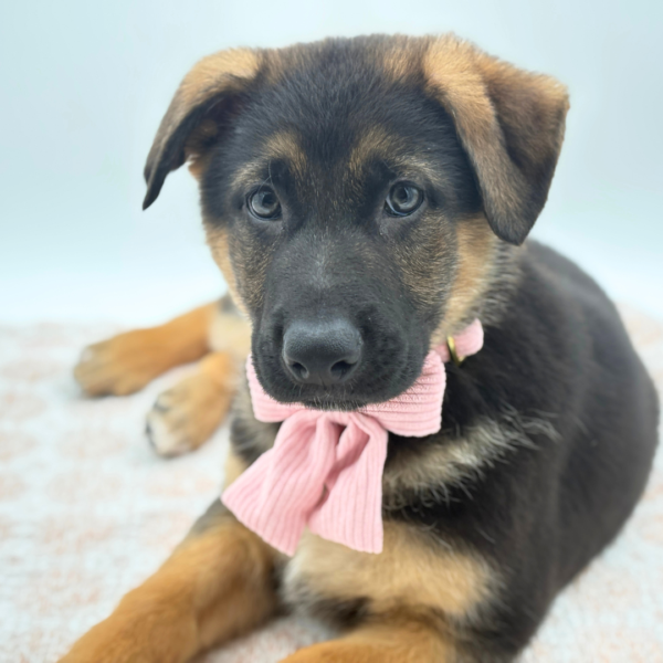 Heidi - German Shepherd Dog - Image 2