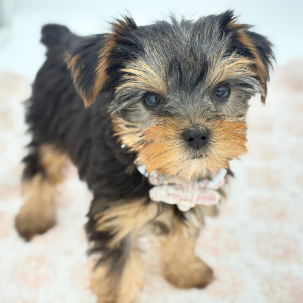 Chichi — Yorkshire Terrier — Image 1