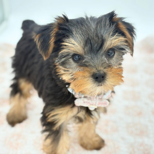 Chichi — Yorkshire Terrier — Image 3