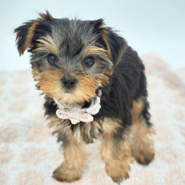 Chichi — Yorkshire Terrier — Image 4
