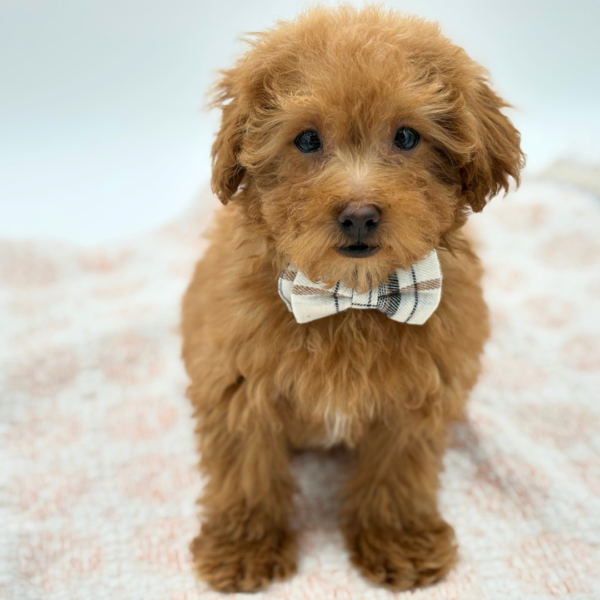 Chopper — Maltipoo — Image 5