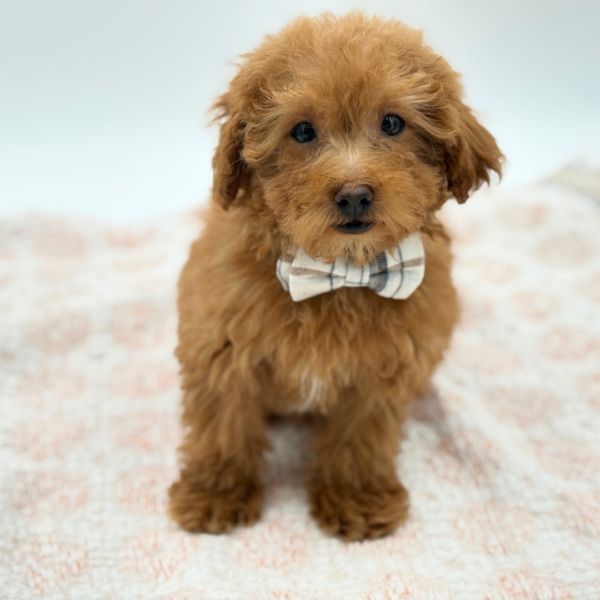 Chopper — Maltipoo — Image 4