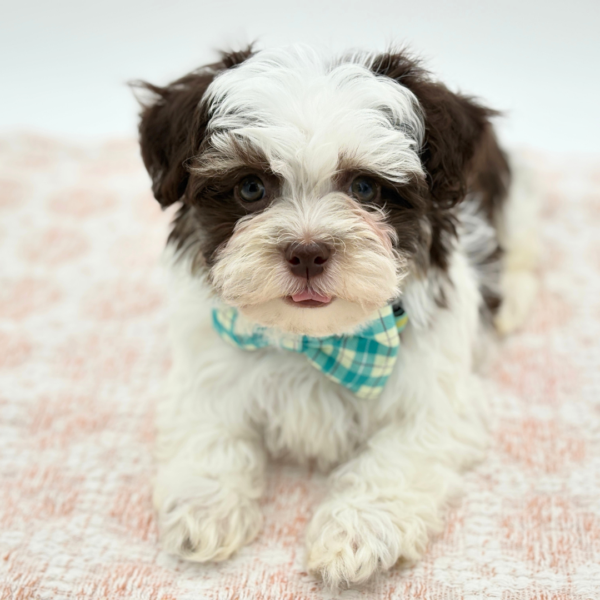 Remy  - Havanese - Image 5