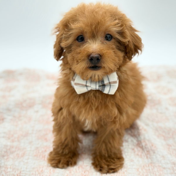 Chopper — Maltipoo — Image 1