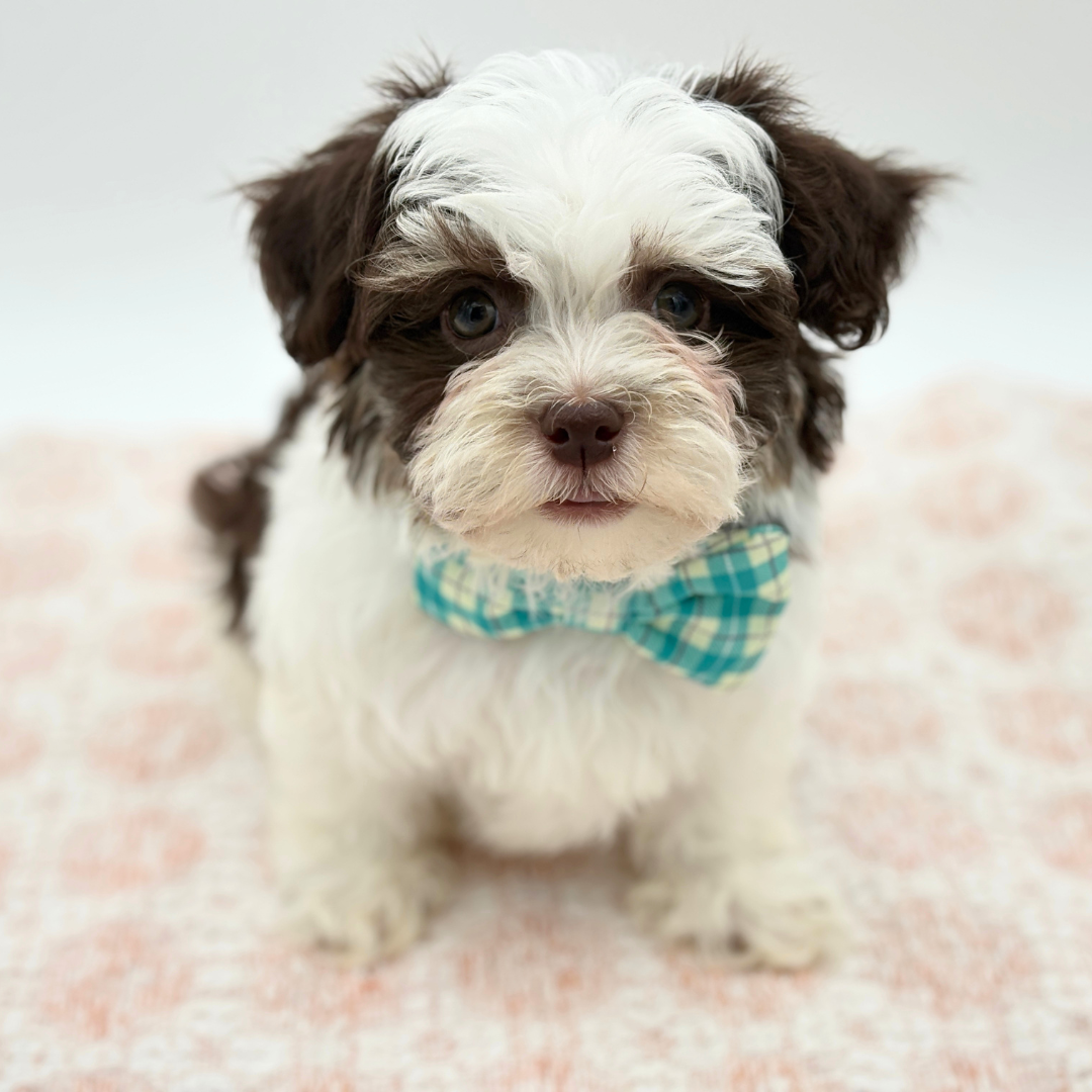 Havanese in Lakewood Ranch, FL
