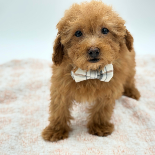 Chopper — Maltipoo — Image 3