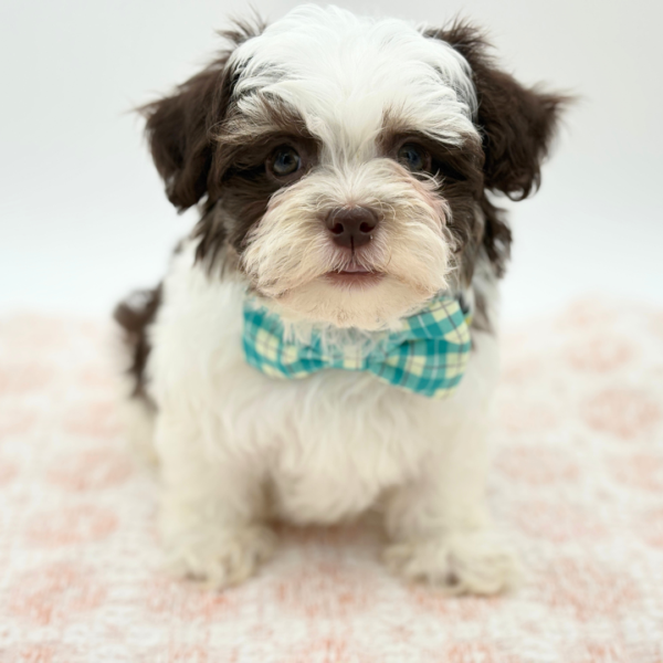 Remy  - Havanese - Image 4