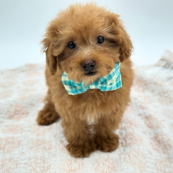 Chopper — Maltipoo — Image 2