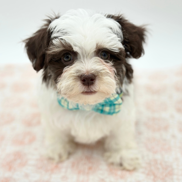 Remy  - Havanese - Image 3