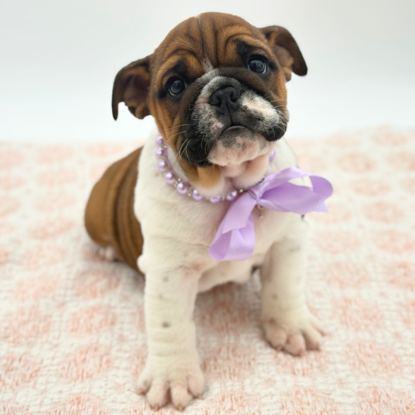 Bunny - English Bulldog - Image 2