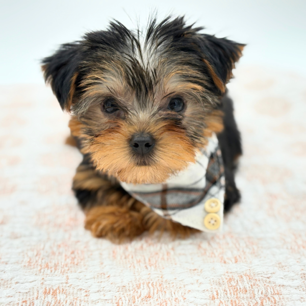 Damian - Yorkshire Terrier - Image 4
