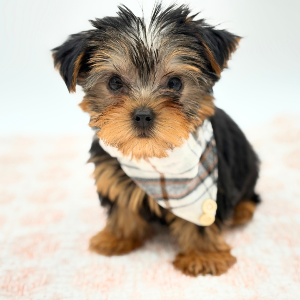 Damian - Yorkshire Terrier - Image 1