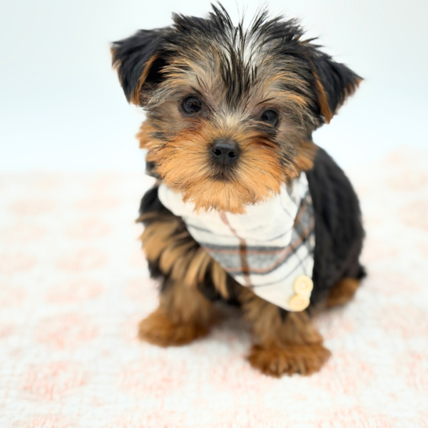 Damian - Yorkshire Terrier - Image 3