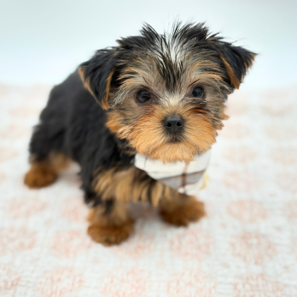 Damian - Yorkshire Terrier - Image 2