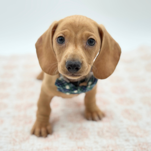 Chestnut - Dachshund - Image 4