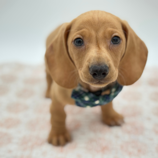 Chestnut - Dachshund - Image 3