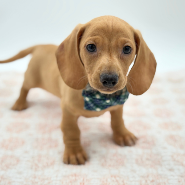 Chestnut - Dachshund - Image 2