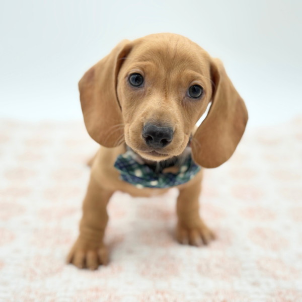 Chestnut - Dachshund - Image 1