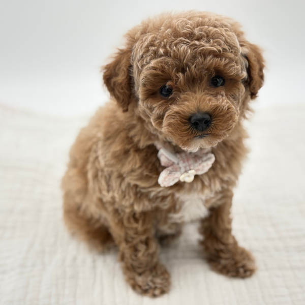 Ginger - Poodle Toy/Bichapoo - Image 2
