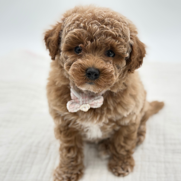 Ginger - Poodle Toy/Bichapoo - Image 1